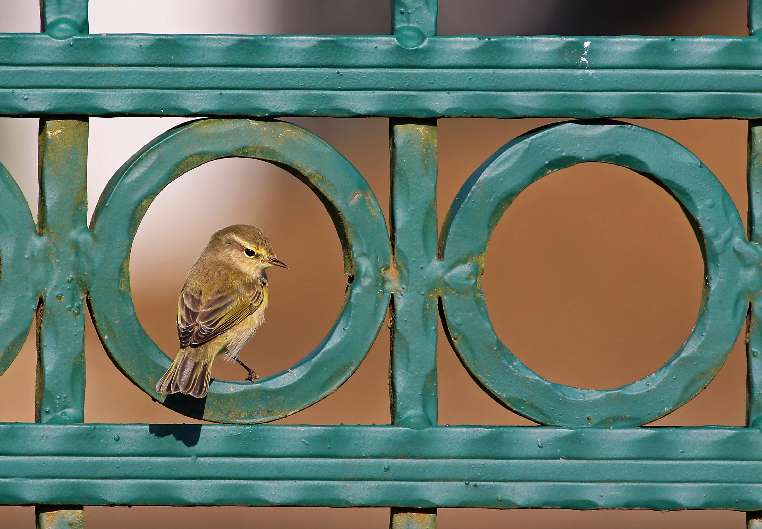 Common Chiffchaff